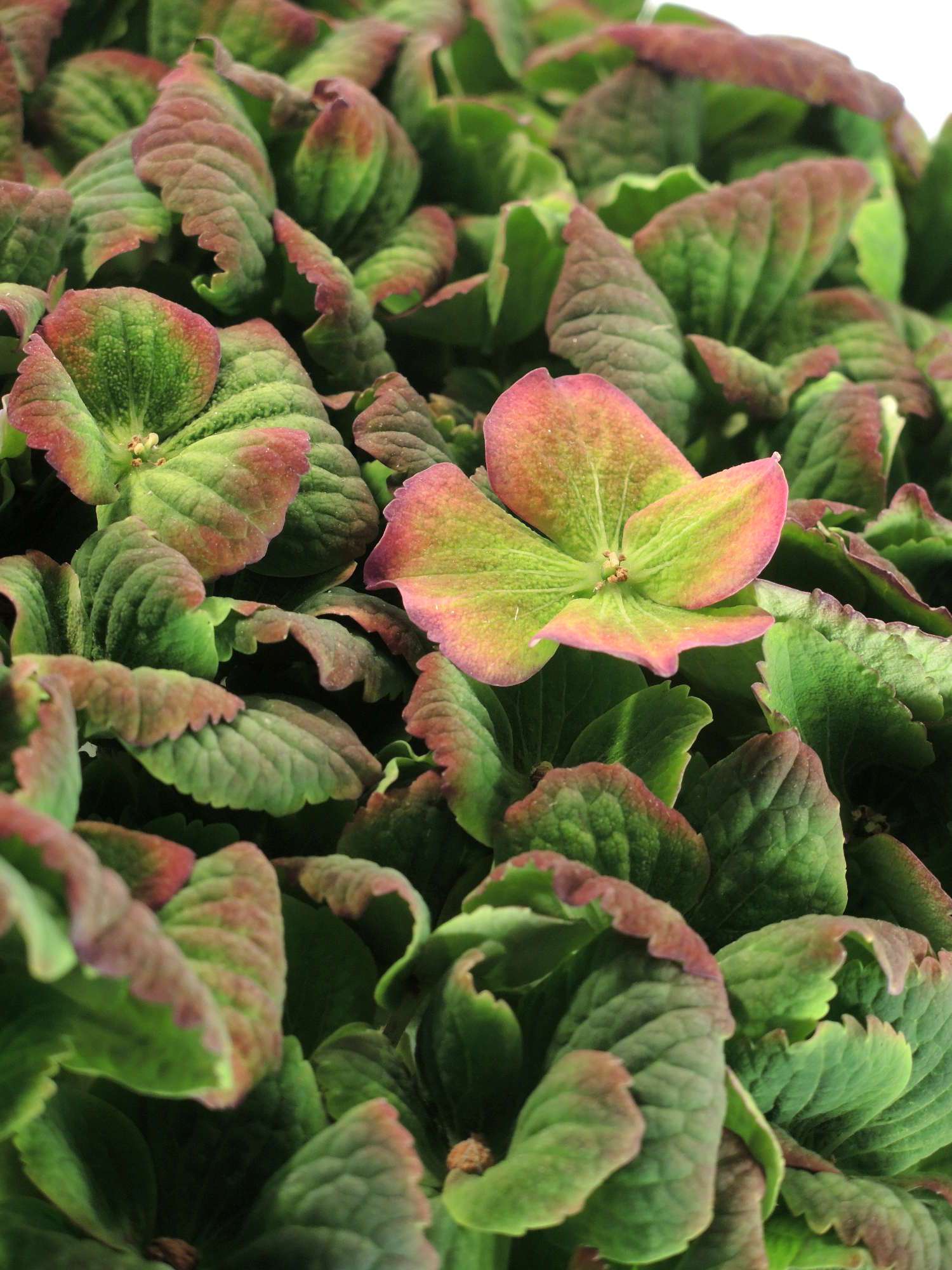 blumigo-hortensien-magical-amethyst-classic-gr-n-rot image 3