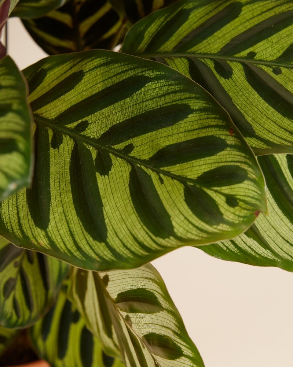 plnts-rareplnts-calathea-makoyana-zimmerpflanze-45cm-pflegeleicht image 3