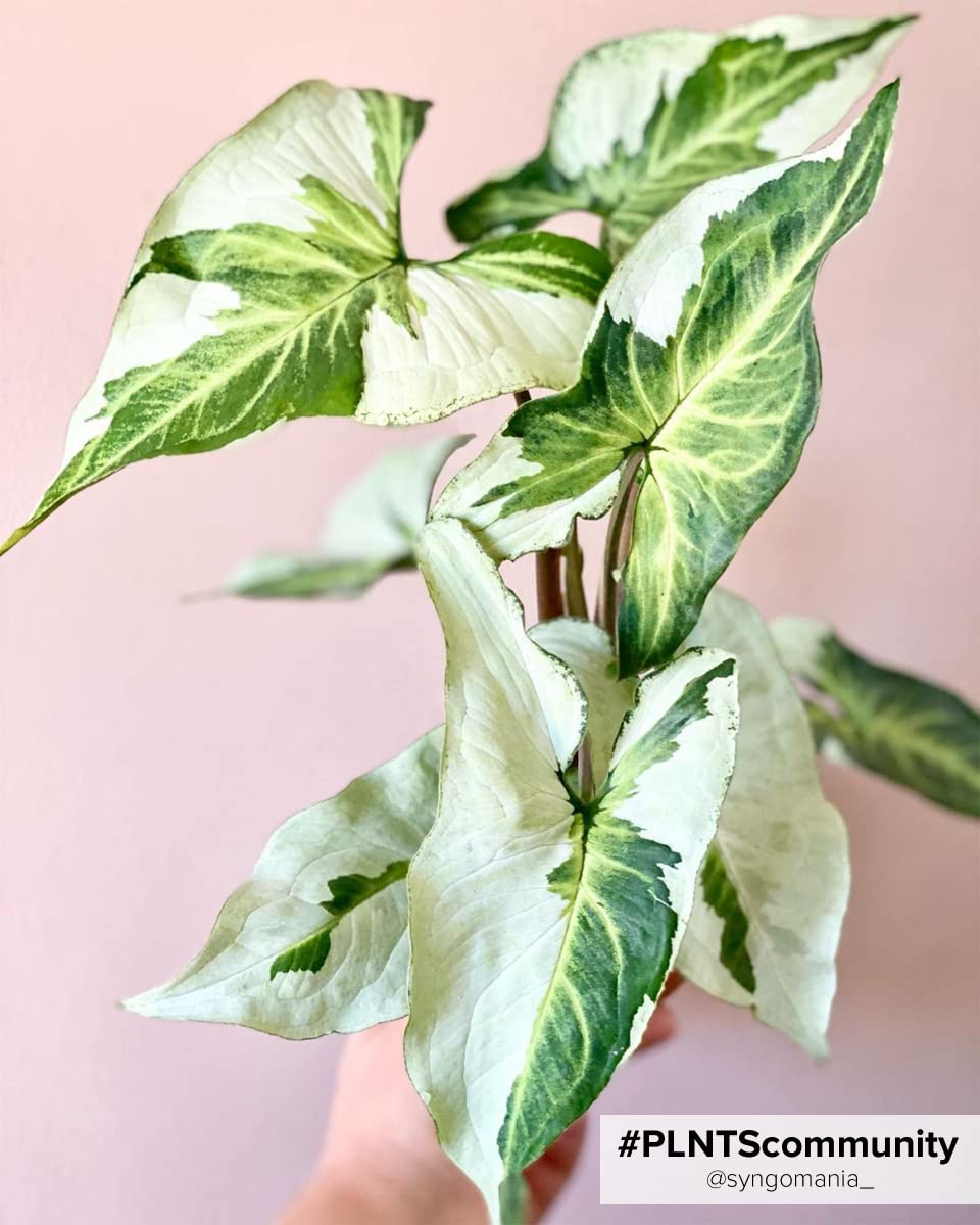 plnts-babyplnts-syngonium-white-butterfly-babypflanze-10-cm image 6