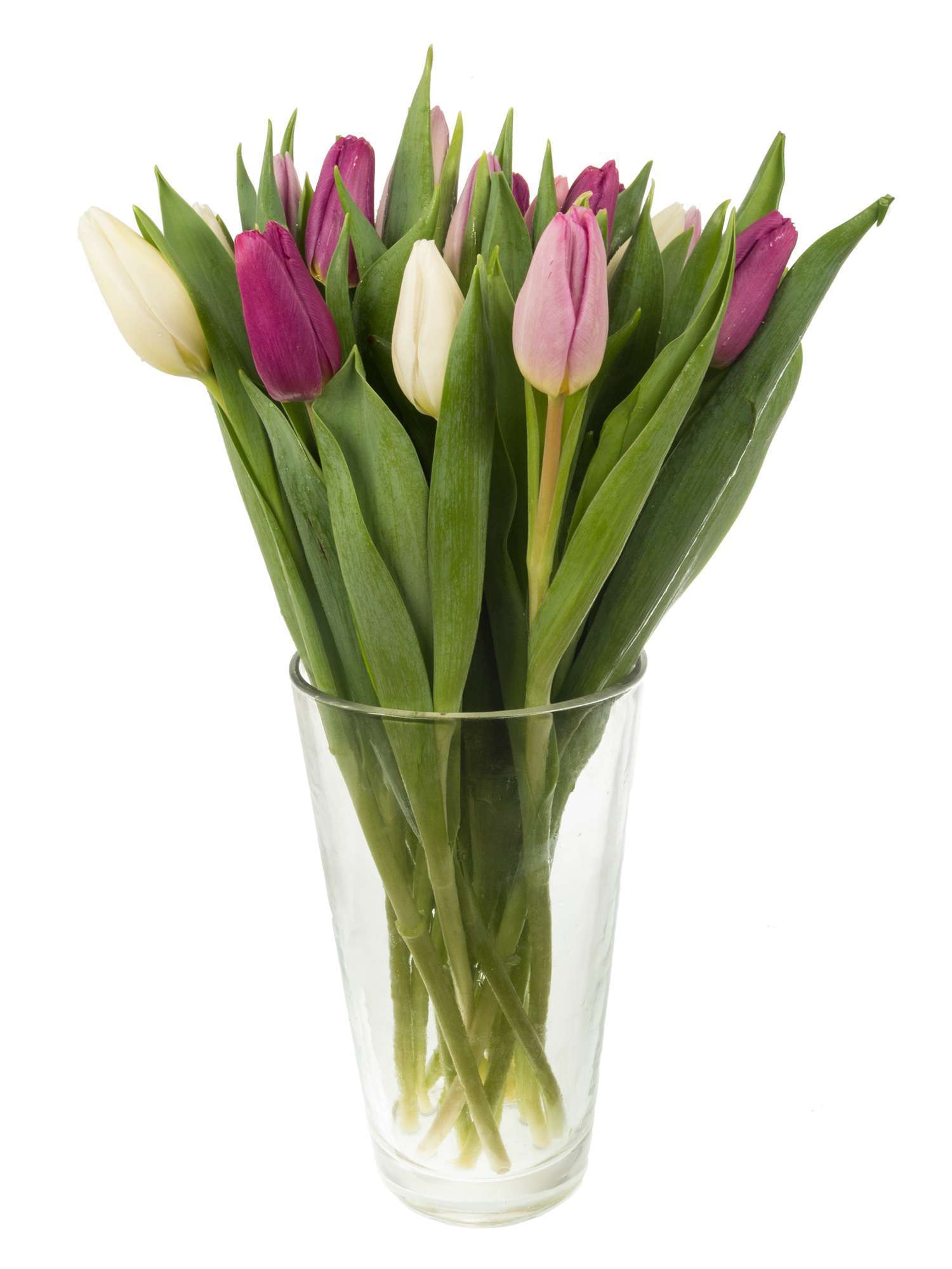 blumigo-tulpen-pastel-mischung-schnittblumen-pastell image 2