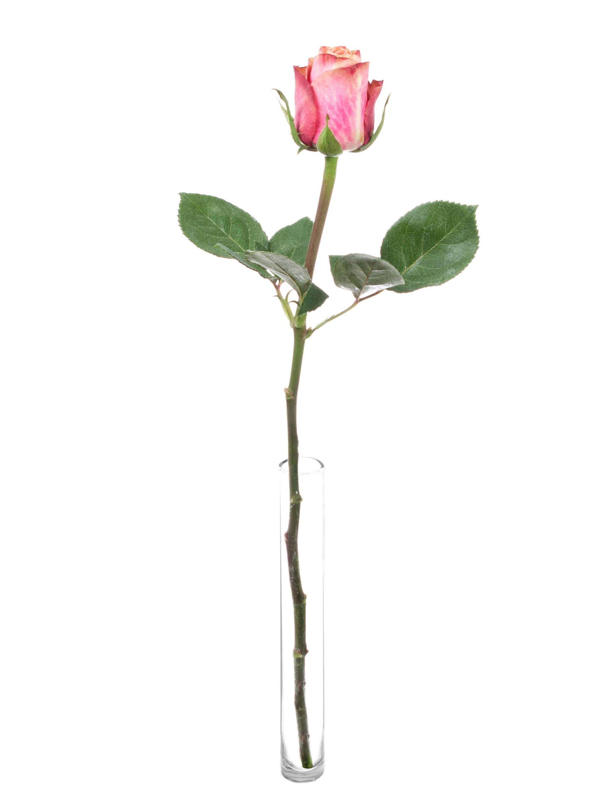 blumigo-rosen-jolie-schnittrosen-creme-pink-stiel image 3
