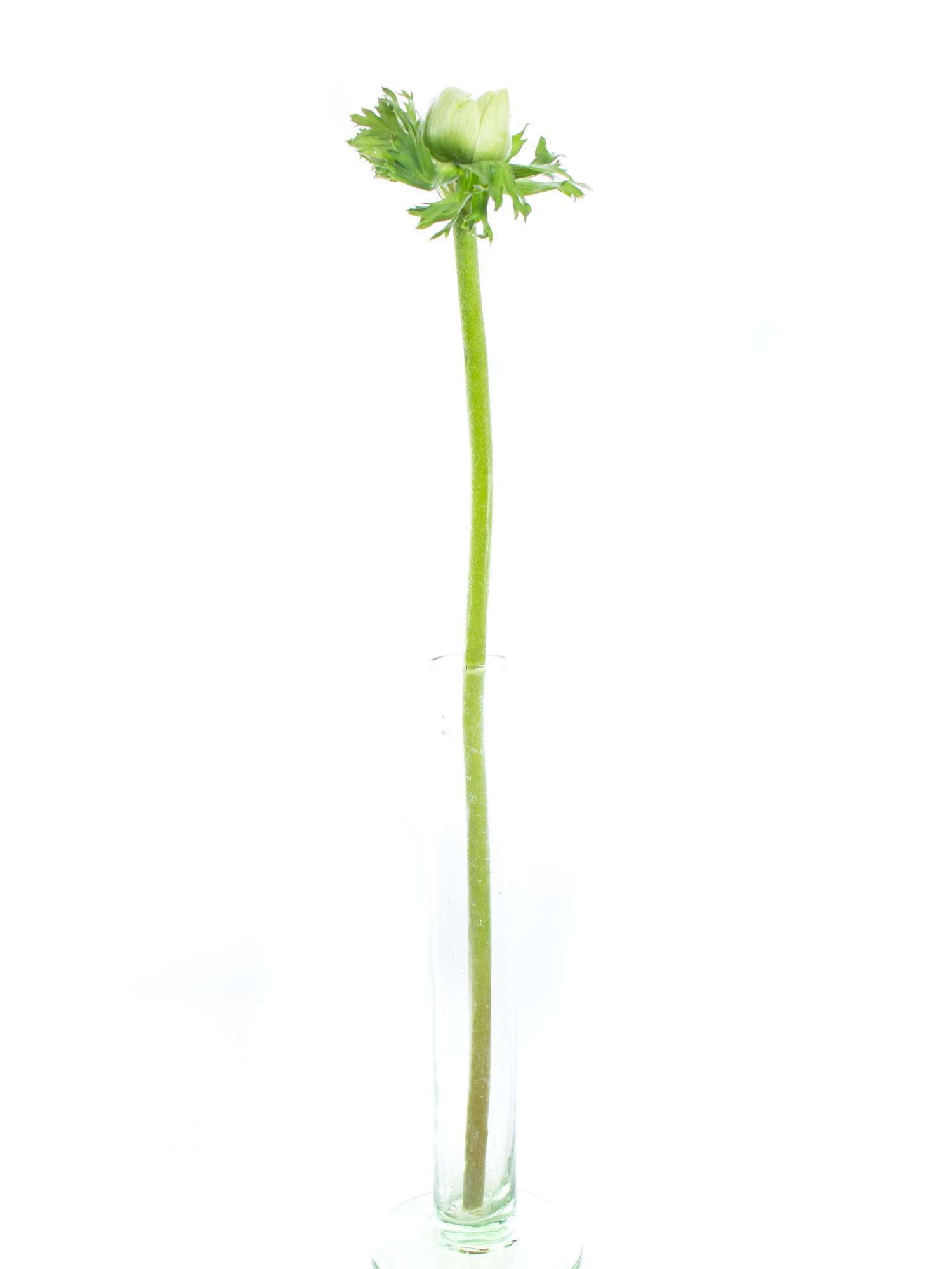 blumigo-anemonen-schnittblumen-wei-frisch image 8
