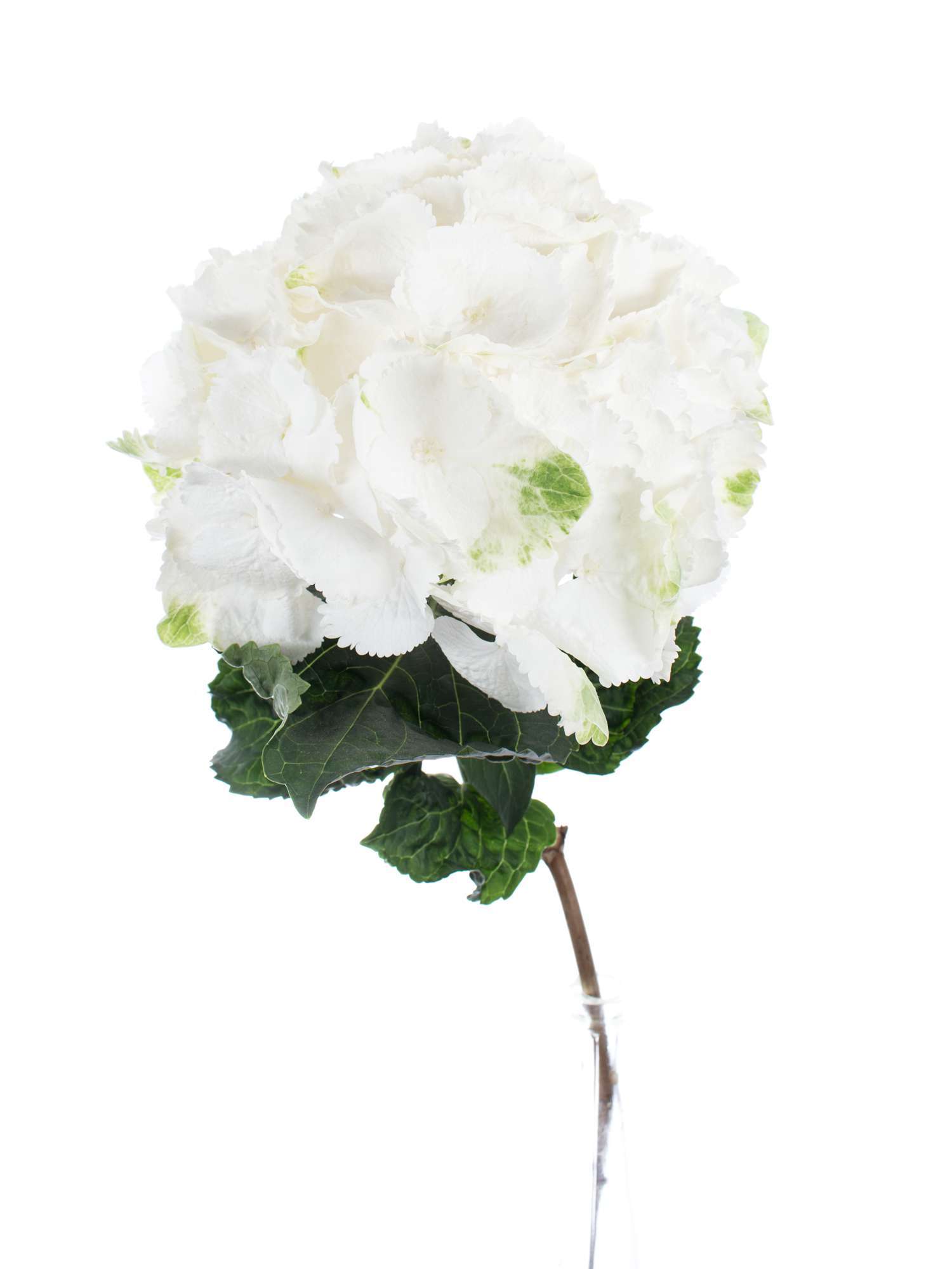 blumigo-hortensien-schneeball-wei-schnittblume-frisch image 4