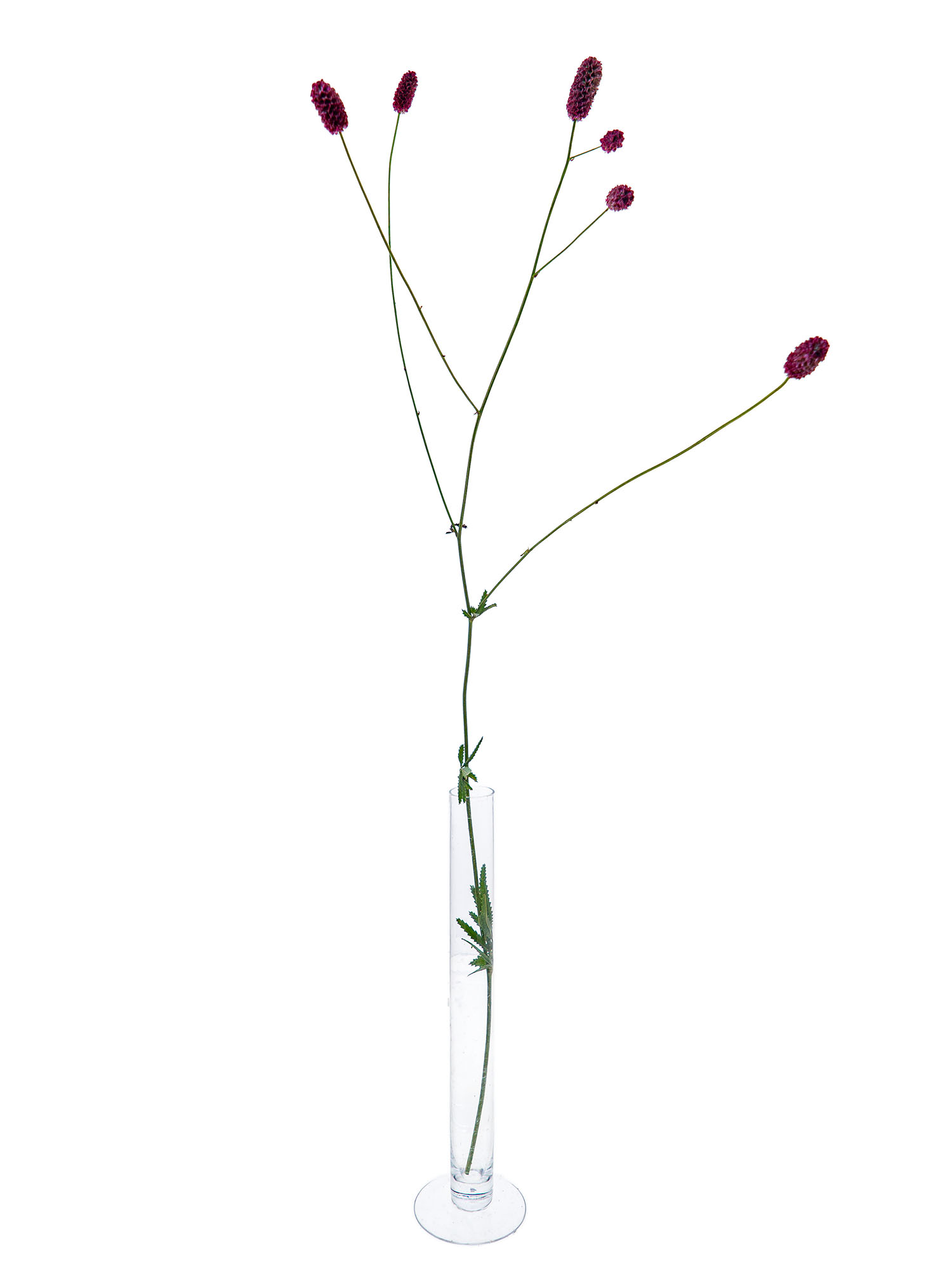 blumigo-blattwerk-sanguisorba-wiesenknopf-rot-schnittblume image 3