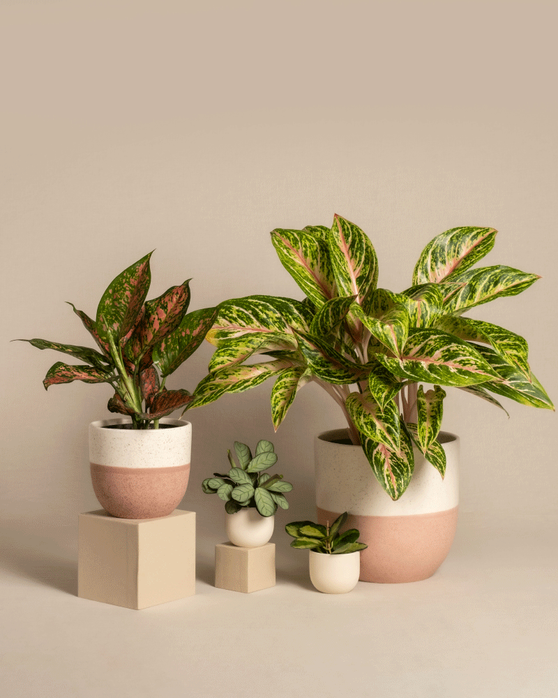 feey-variado-tropical-beauty-zimmerpflanzen-set-4-teilig image 5