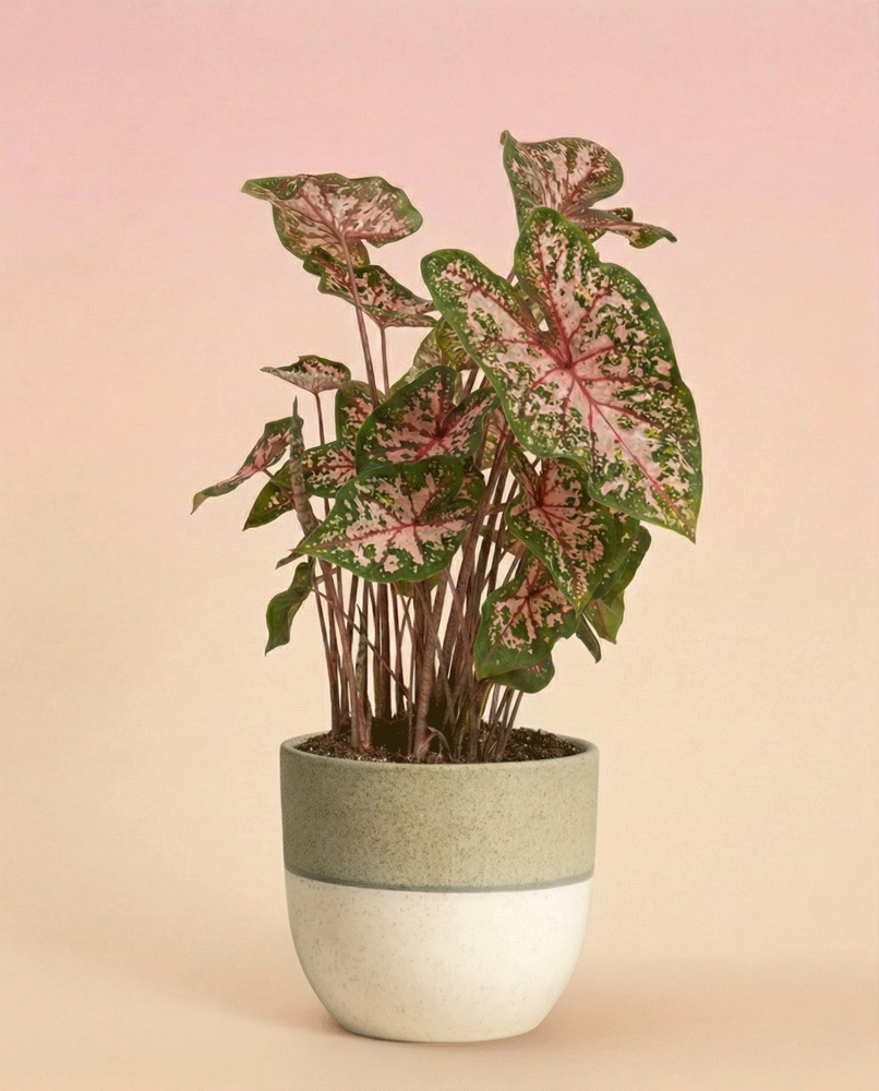 feey-variado-caladium-carolyn-whorton-zimmerpflanze-bunt image 5