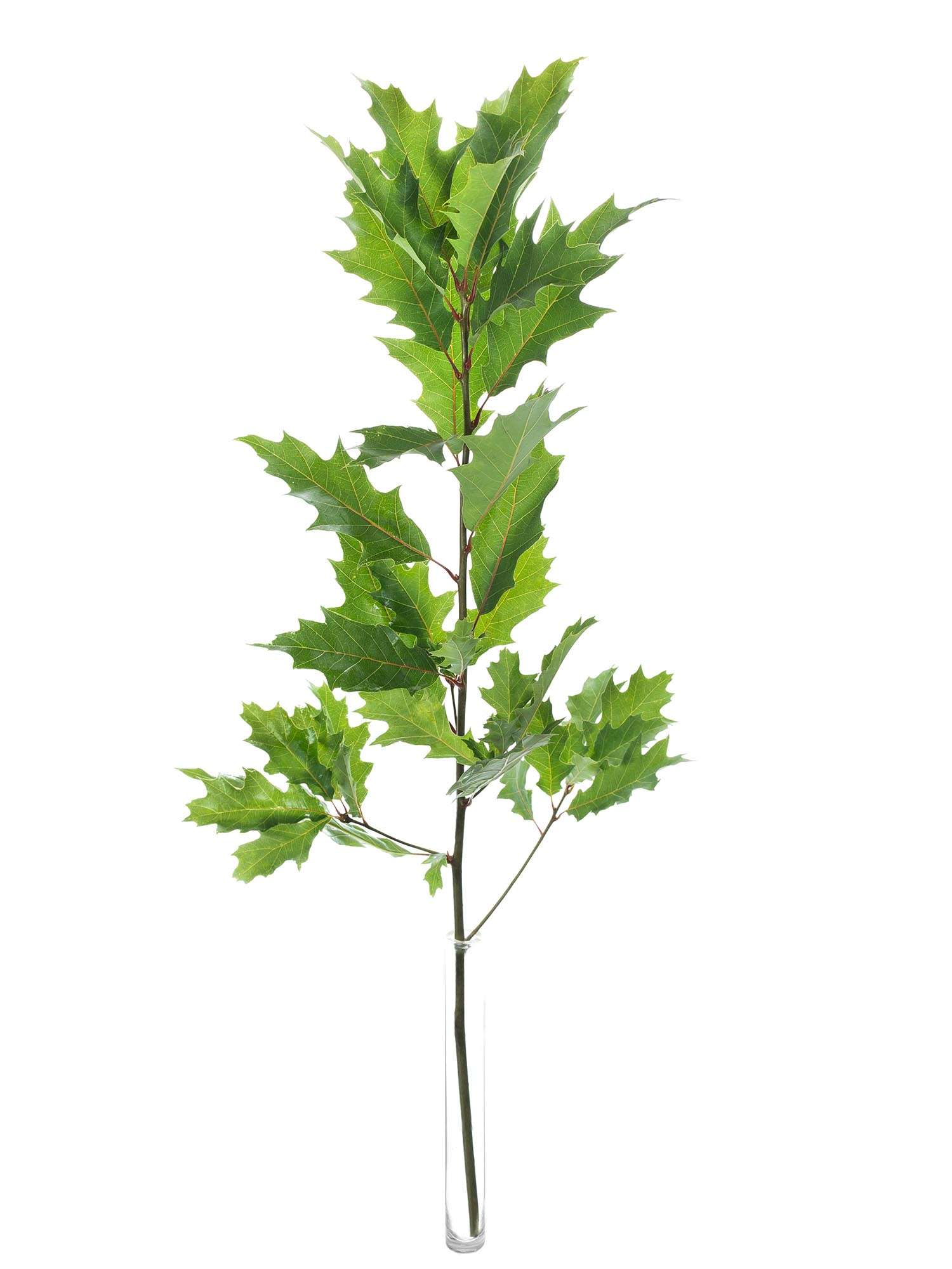 blumigo-blattwerk-eichenbl-tter-bindegr-n-naturgr-n image 2