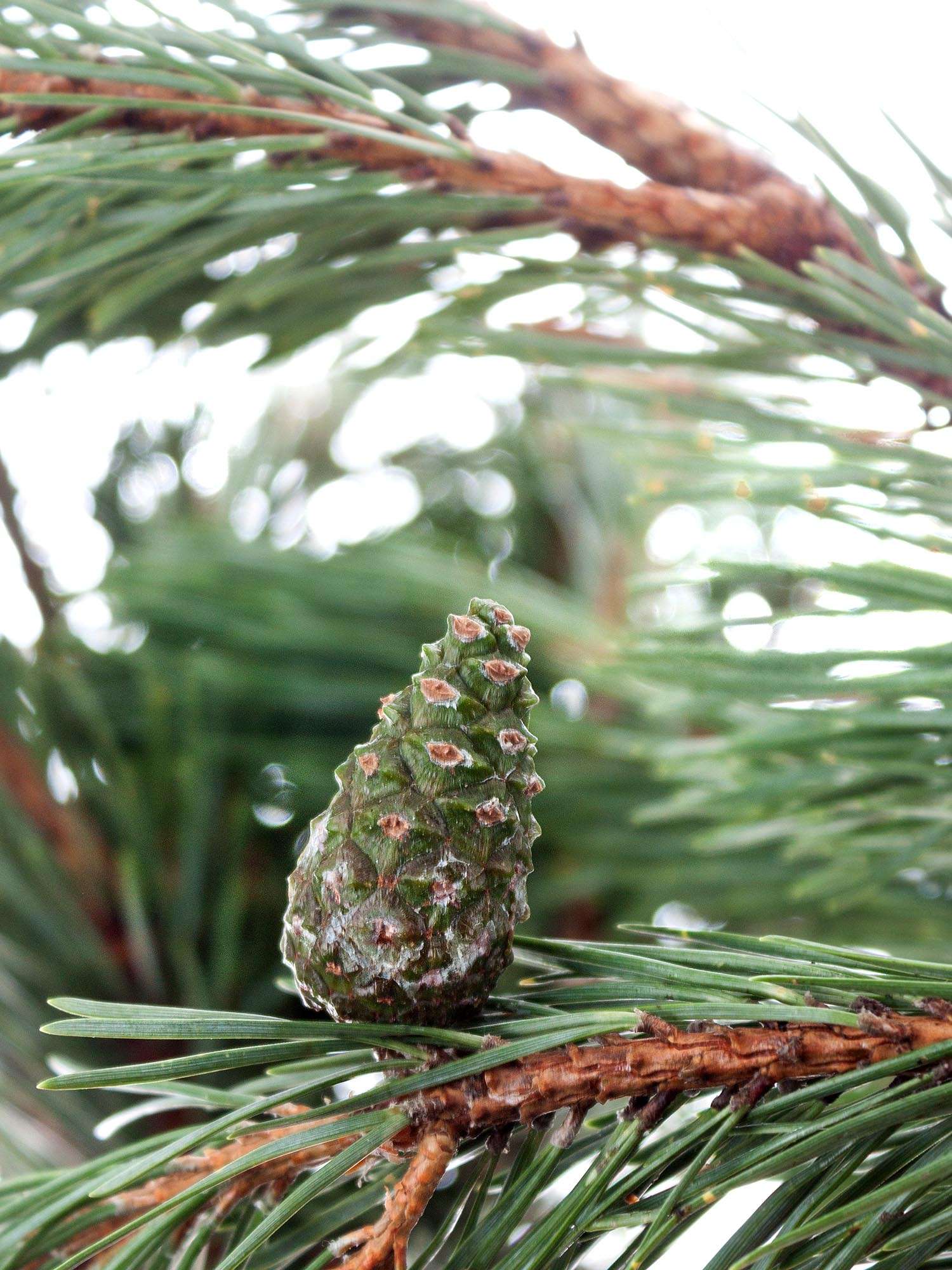 blumigo-winterliches-gr-n-pinus-mugo-kiefer-frisch image 6