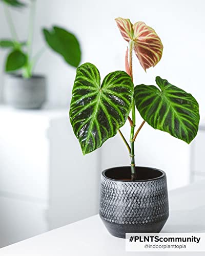 plnts-babyplnts-philodendron-verrucosum-babypflanze-13cm-pflegeleicht image 8