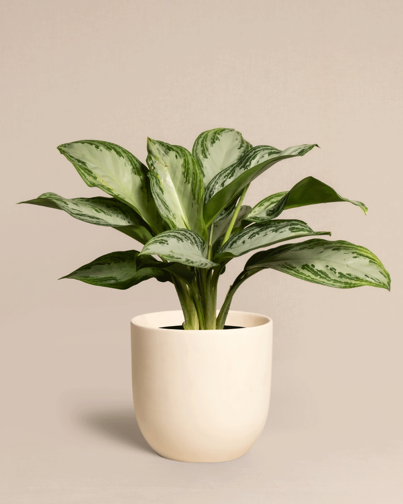 feey-variado-aglaonema-silver-bay-zimmerpflanze-ohne-bertopf image 6