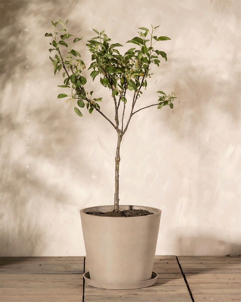 feey-amsterdam-malus-domestica-braeburn-patio-apfelbaum-essbar image 6