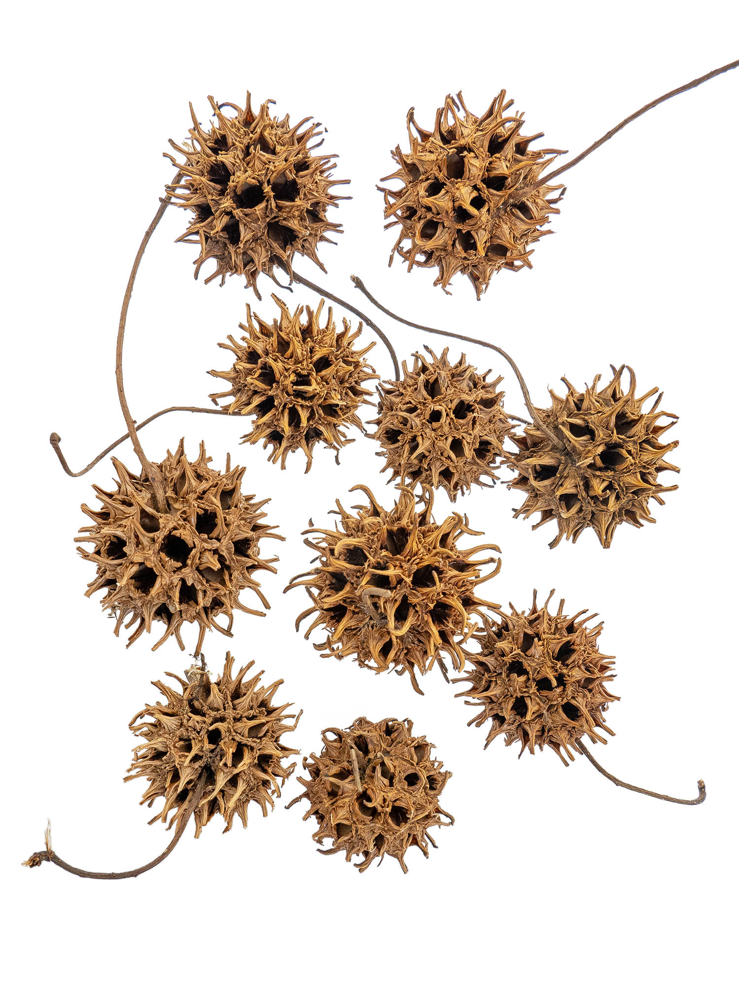 blumigo-amberbaum-zapfen-herbstdeko-natur-st-ck image 2