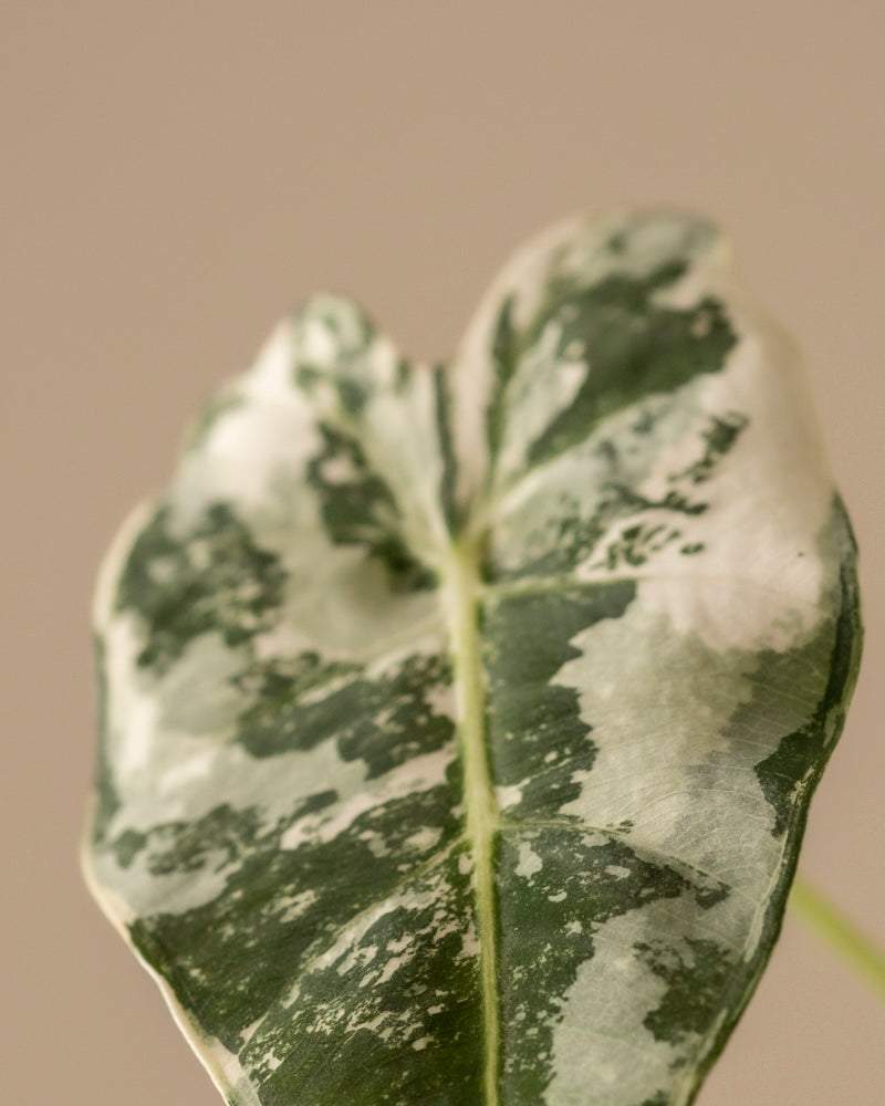 feey-variado-alocasia-frydek-variegata-zimmerpflanze-rarit-t image 2