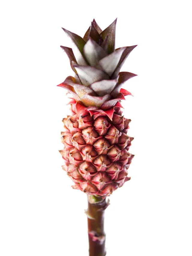 blumigo-herbstdeko-baby-zierananas-pflanze-rot-pink image 1