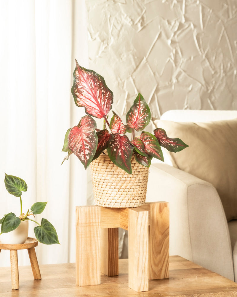 feey-variado-caladium-desert-sunset-zimmerpflanze-o-topf image 4