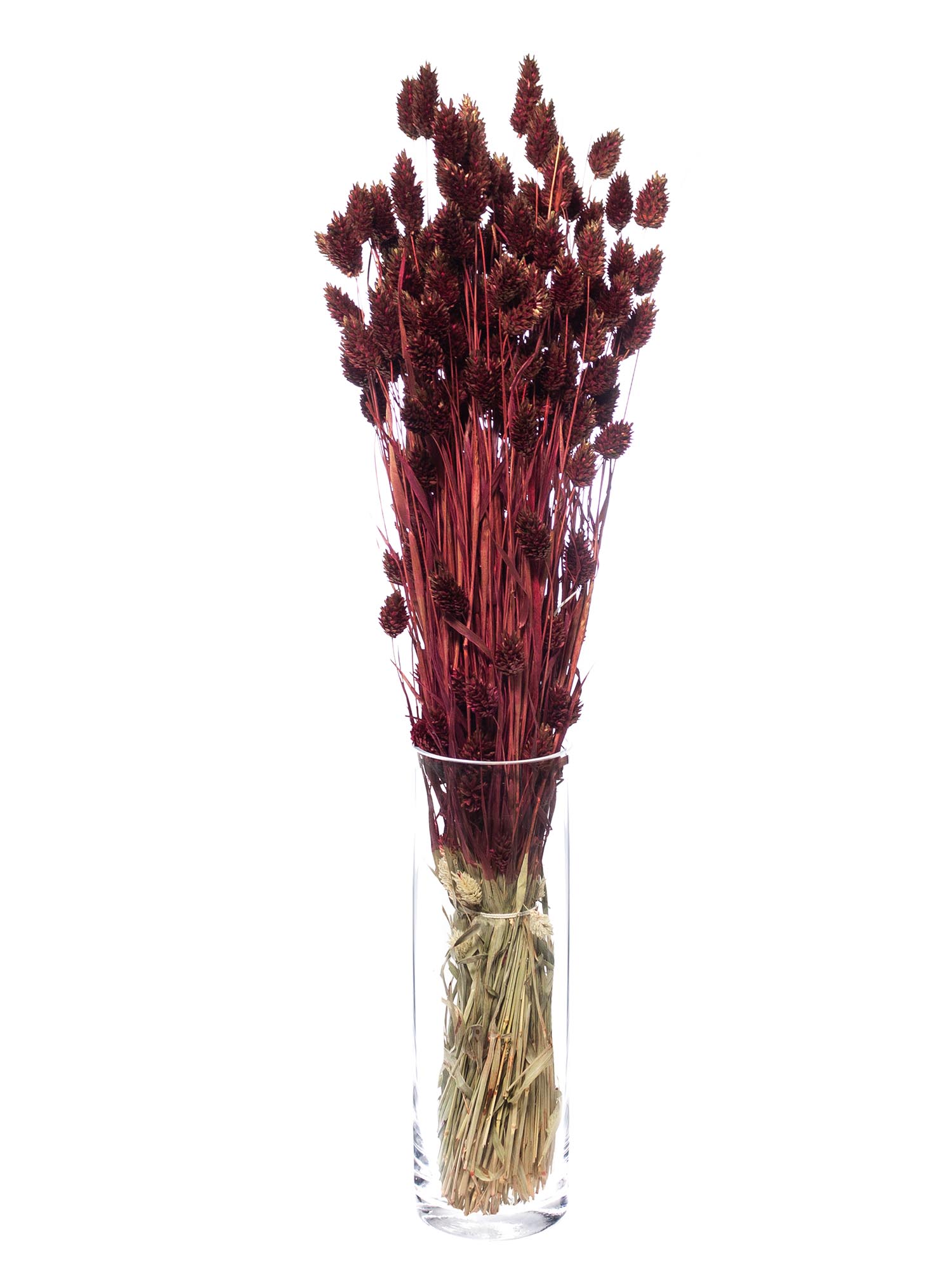 blumigo-phalaris-glanzgr-ser-trockenblumen-weinrot-getrocknet image 3