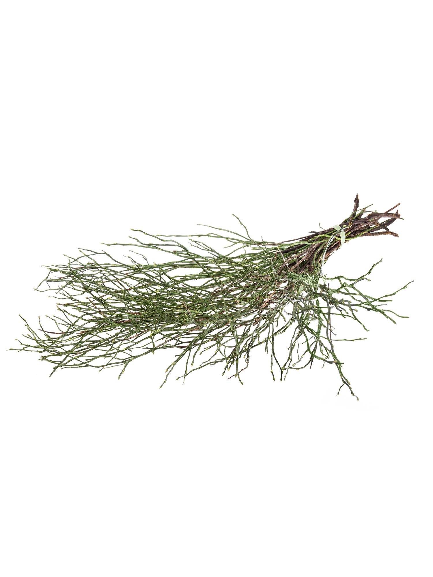 blumigo-blattwerk-heidelbeergr-n-bindegr-n-frisch-geschnitten image 5