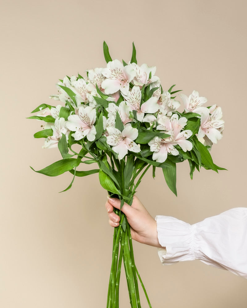 feey-rilio-alstroemeria-wei-schnittblumen-frisch image 3