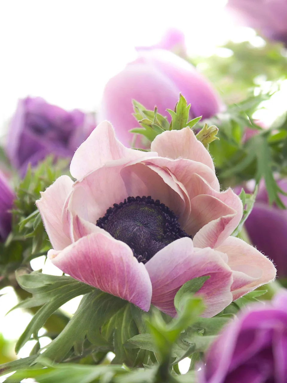blumigo-anemonen-xl-mistral-rarity-schnittblume-violett-creme image 1