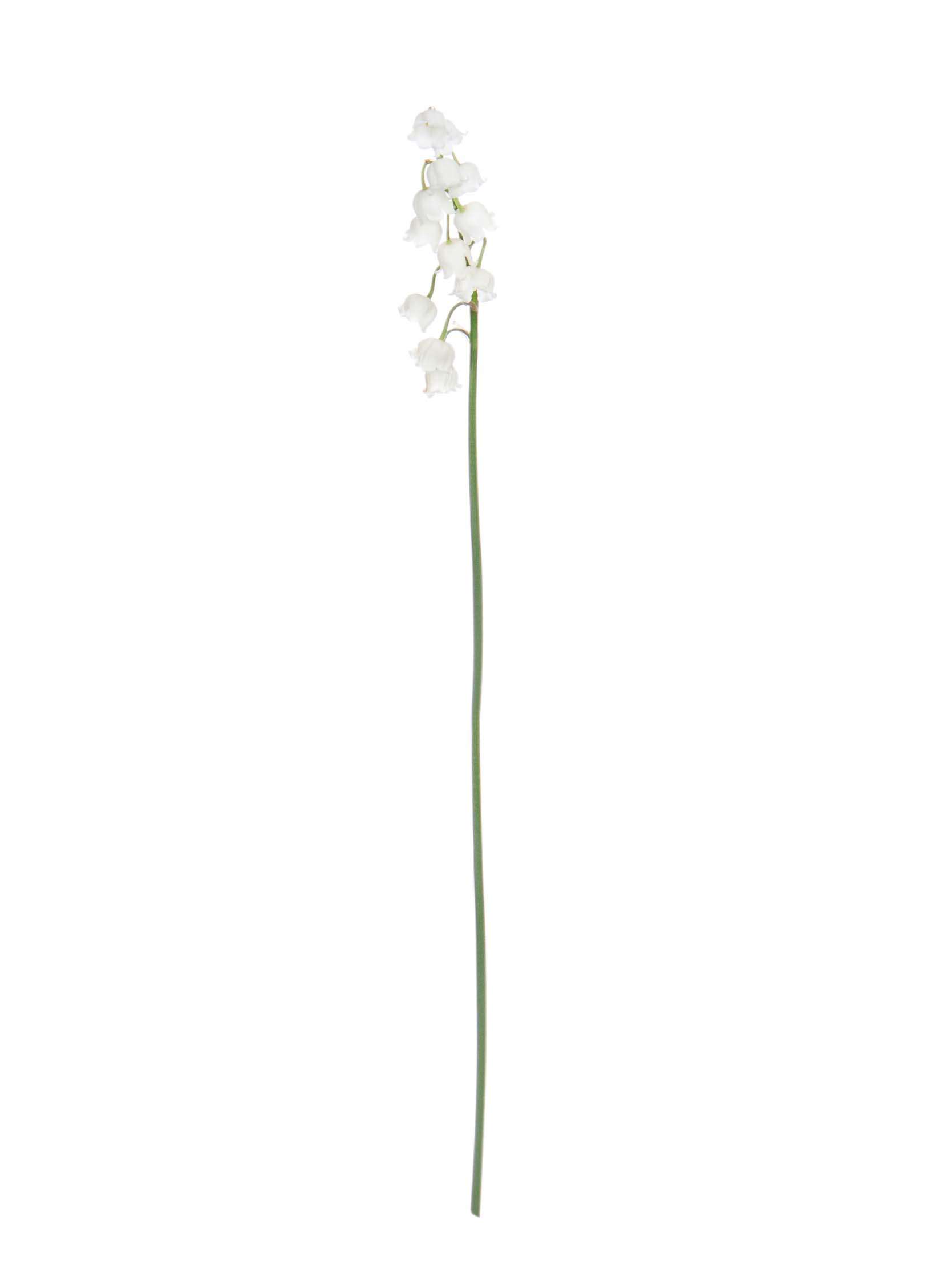 blumigo-convallaria-maigl-ckchen-wei-frische-blumen image 3