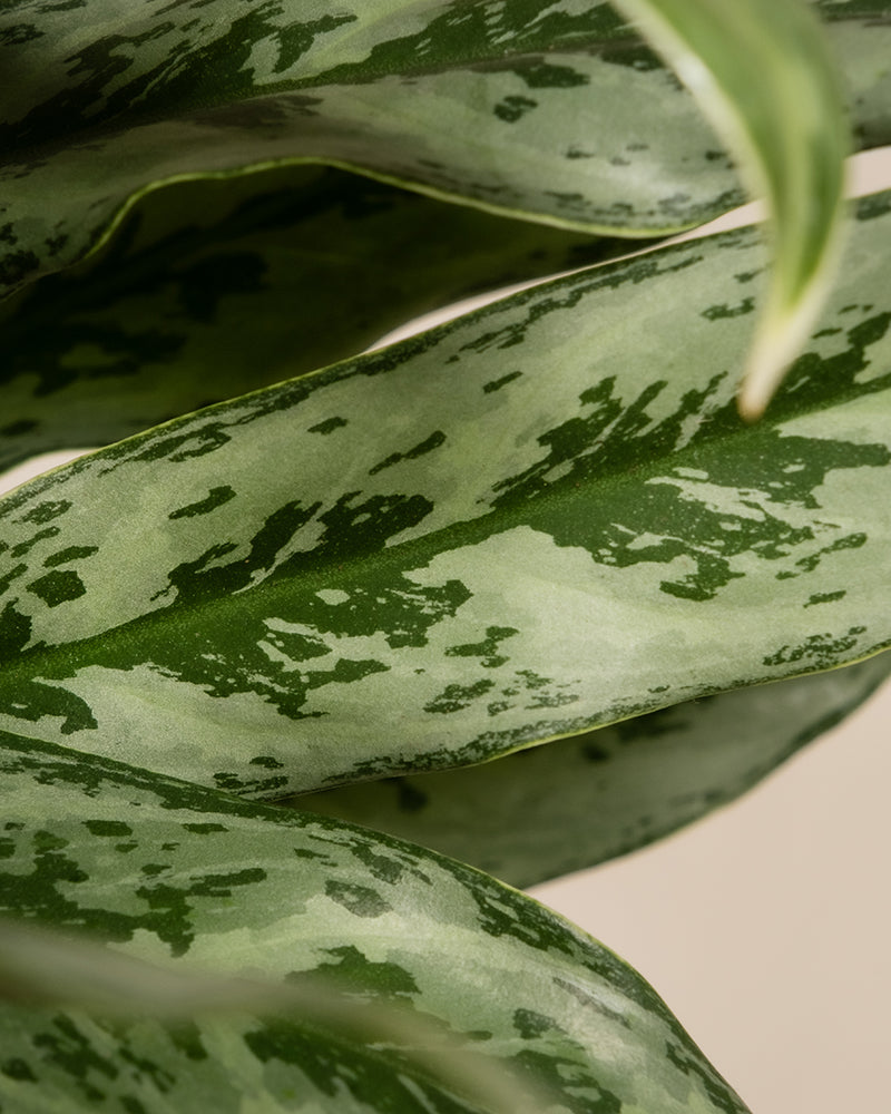 feey-variado-aglaonema-greyhound-kolbenfaden-ohne-topf image 2