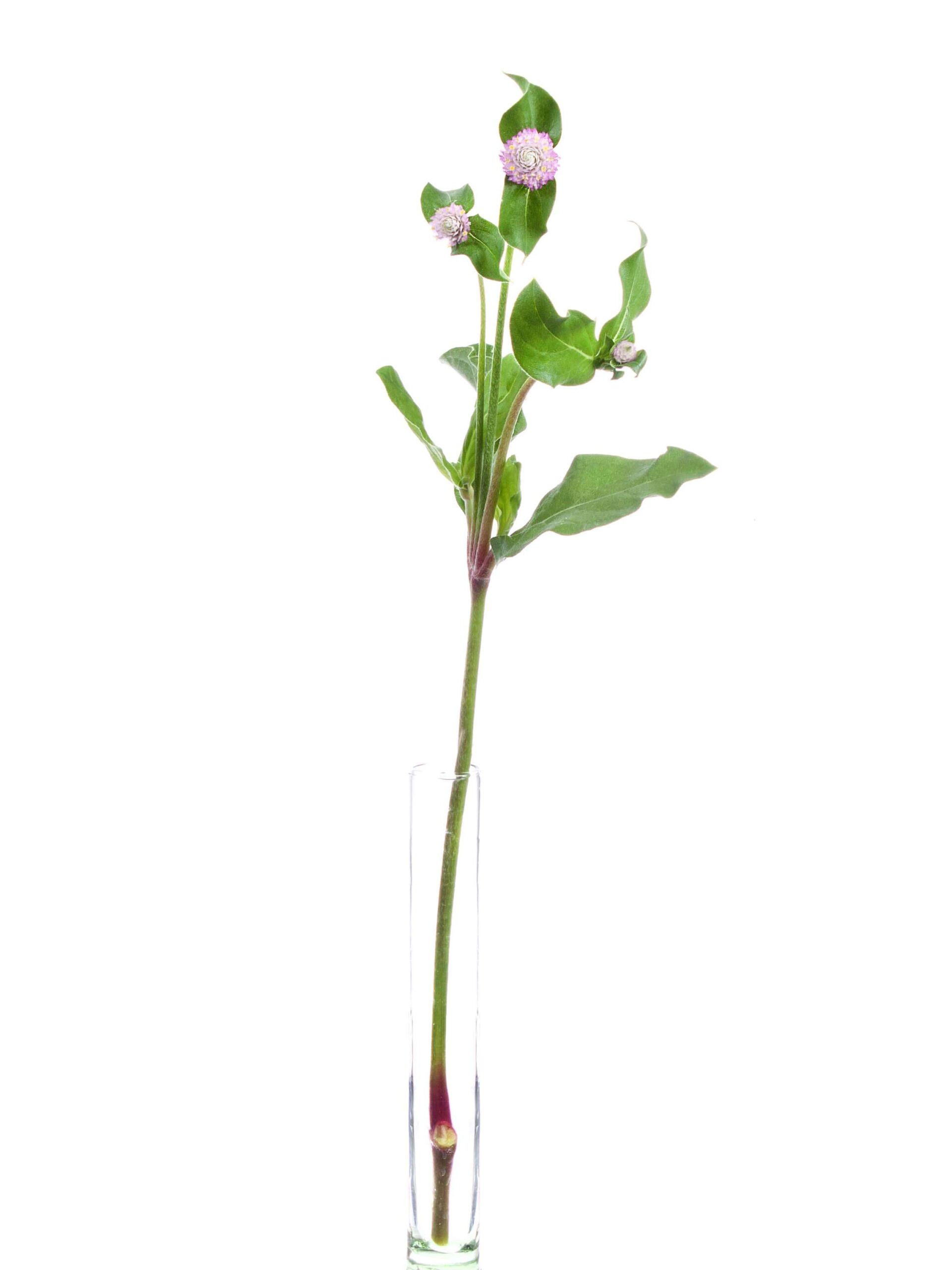 blumigo-gomphrena-kugelamarant-rosa-schnittblume-stiel image 3