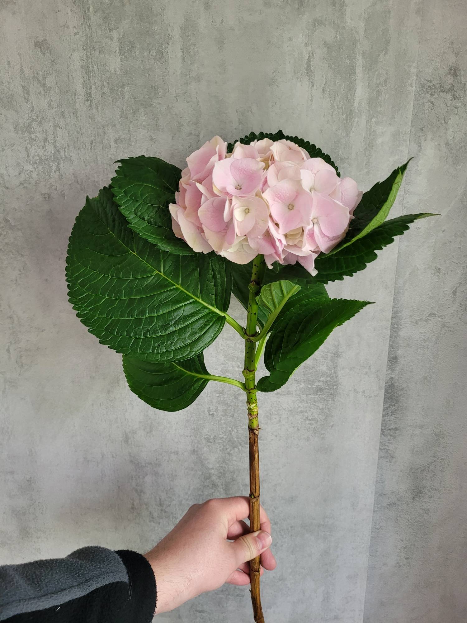 blumigo-magical-my-beautiful-pink-touch-hortensie-rosa image 5