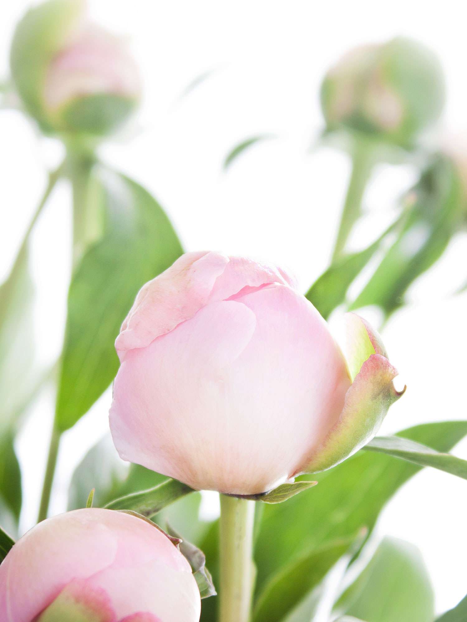 blumigo-pfingstrosen-alertie-rosa-schnittblumen-geschlossen image 3