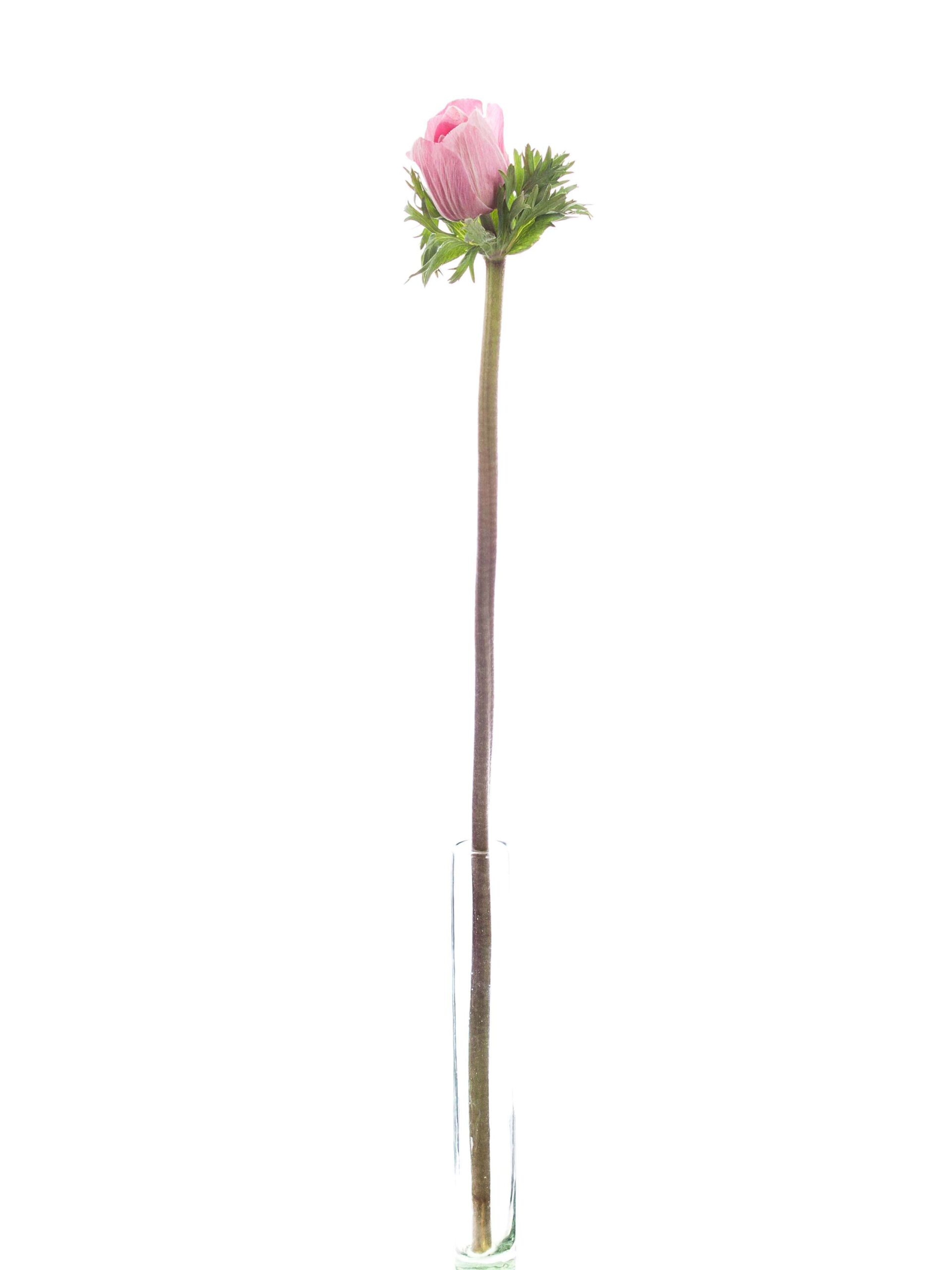 blumigo-anemonen-xl-mistral-roze-schnittblume-pink image 3