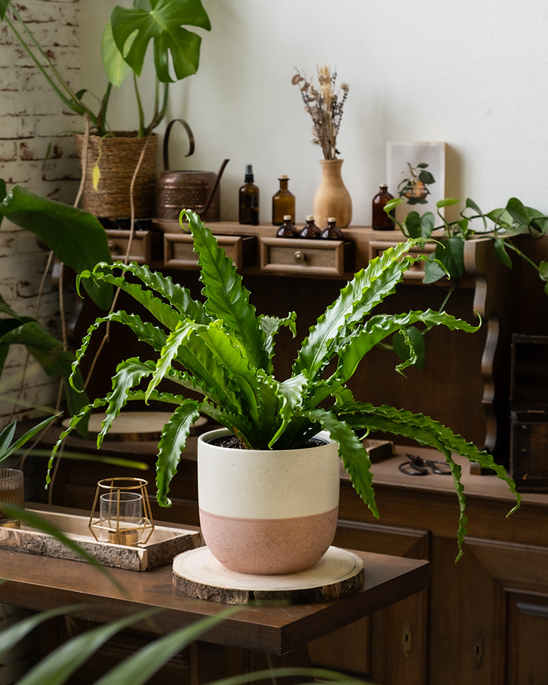 feey-gewellter-nestfarn-asplenium-zimmerpflanze-mittel-ohne-topf image 4