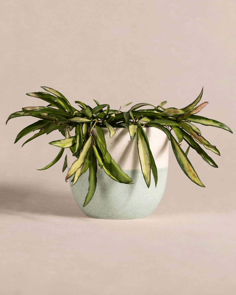 feey-variado-hoya-wayetii-tricolor-porzellanblume-o-topf image 5