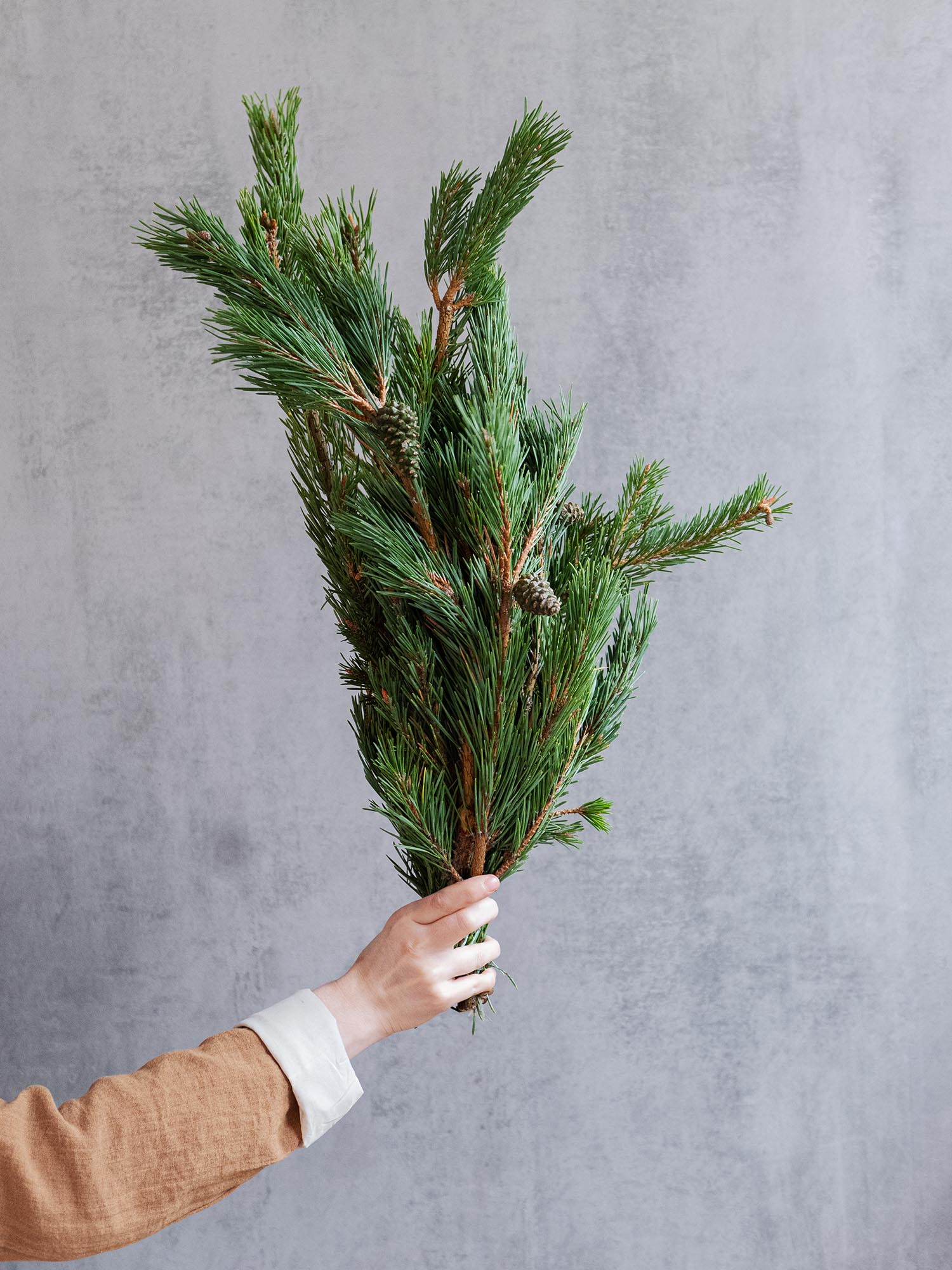 blumigo-winterliches-gr-n-pinus-mugo-kiefer-frisch image 2