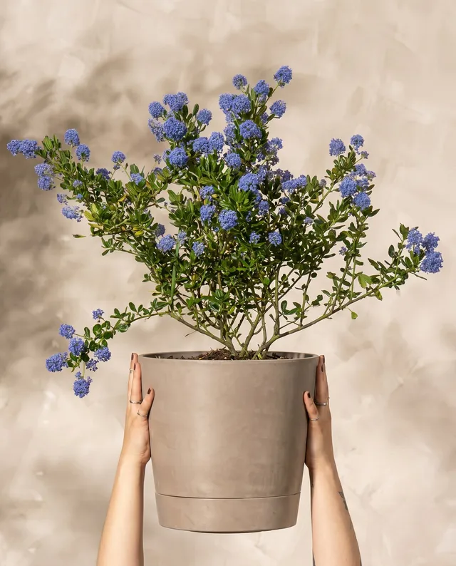 feey-amsterdam-blaue-s-ckelblume-strauch-ohne-topf image 1