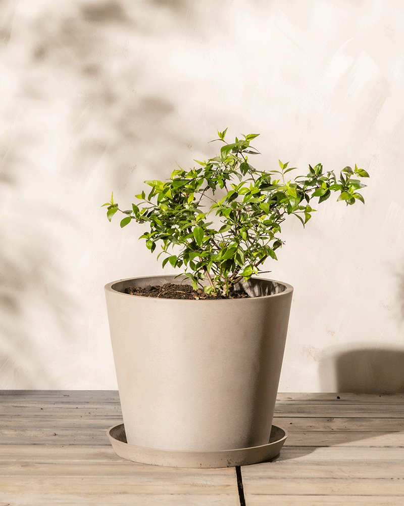 feey-amsterdam-abelia-grandiflora-bl-hstrauch-winterhart image 6
