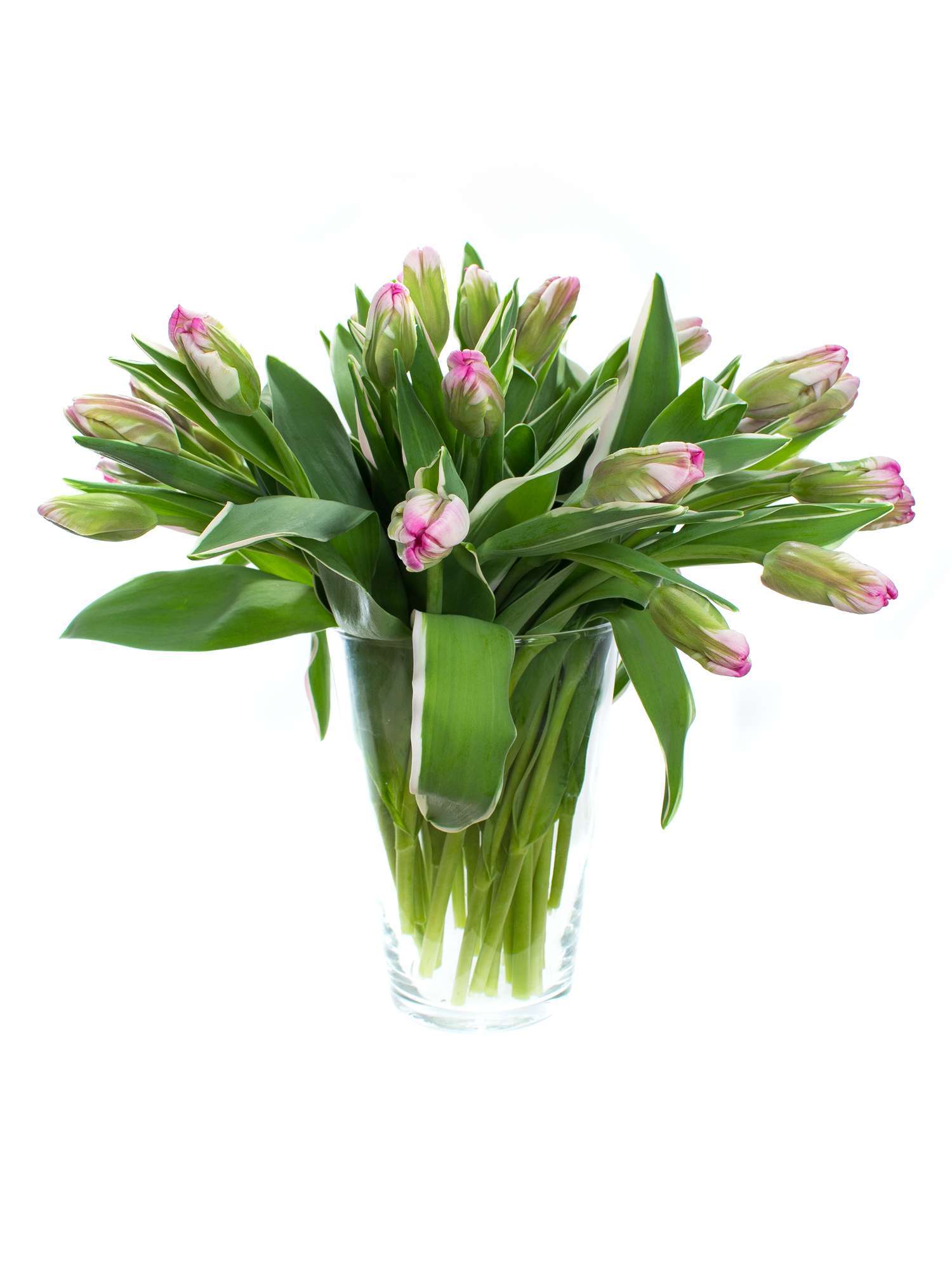 blumigo-tulpen-fresh-air-pink-schnittblumen-frisch image 2