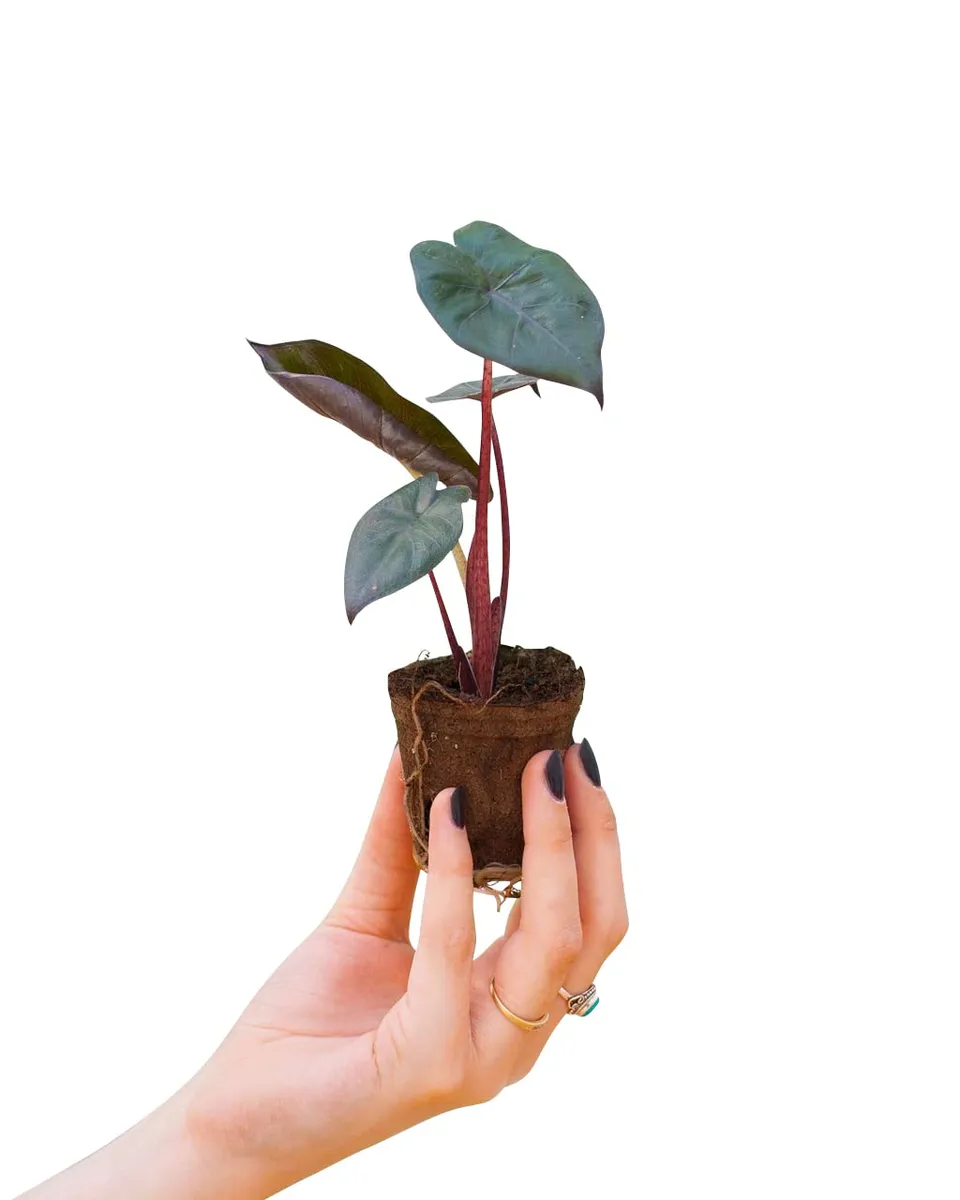 plnts-babyplnts-baby-alocasia-yucatan-princess-25-cm image 1