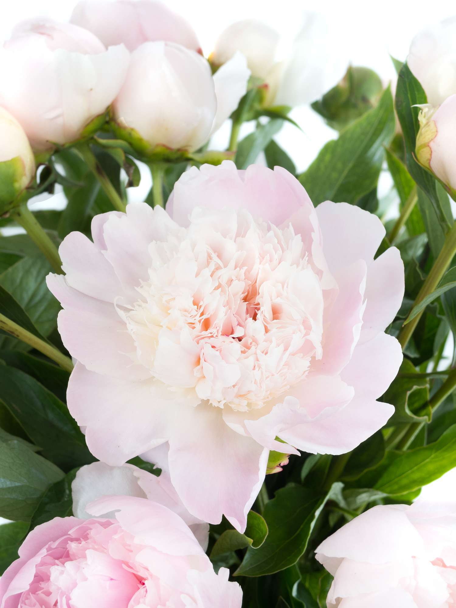 blumigo-pfingstrosen-pecher-schnittblume-hell-rosa image 1