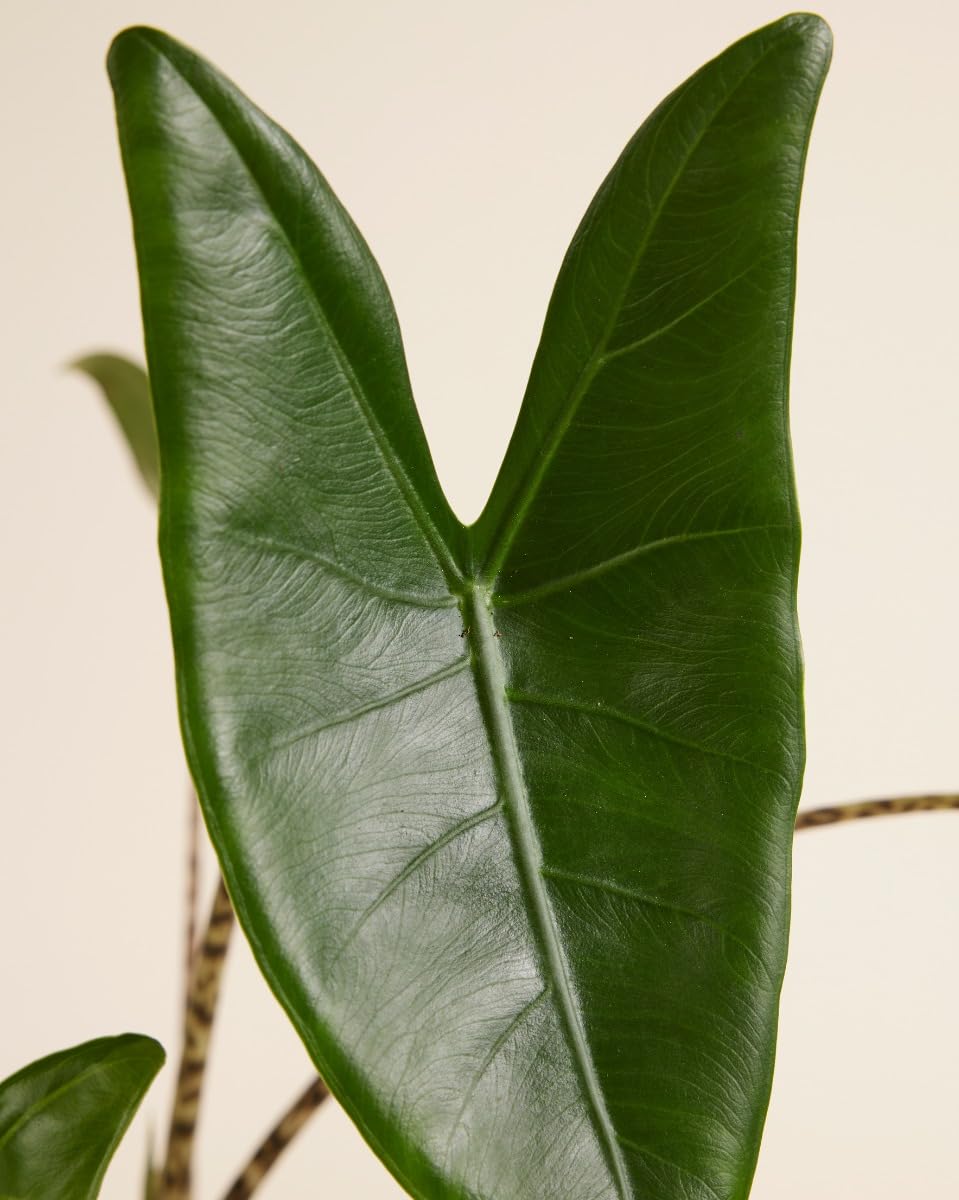 plnts-rareplnts-alocasia-zebrina-zimmerpflanze-65cm-pfeilblatt image 3