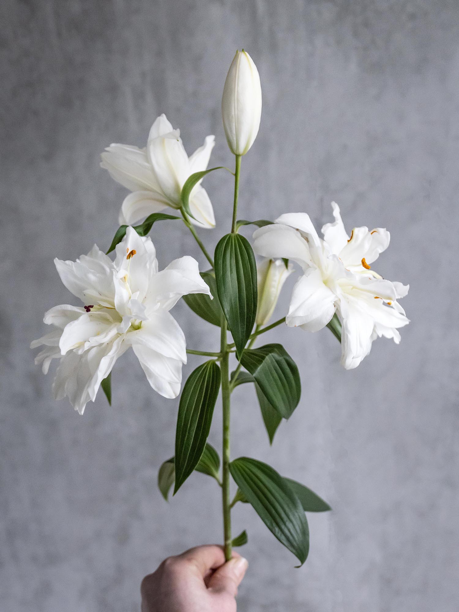 blumigo-snowboard-lilie-wei-gef-llt-frische-schnittblume image 5