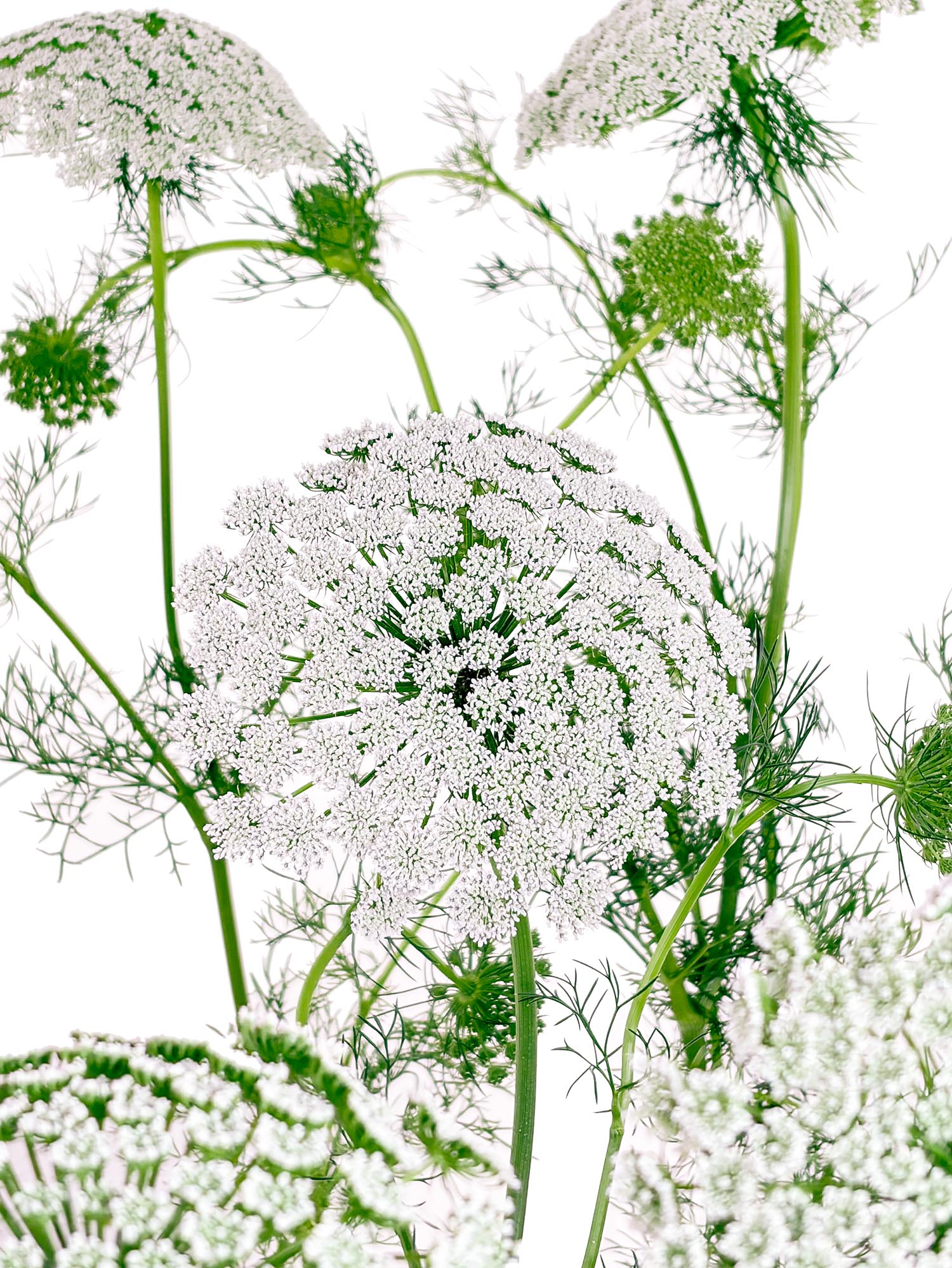 blumigo-ammi-majus-bindegr-n-wei-gr-n-frisches-blattwerk image 1