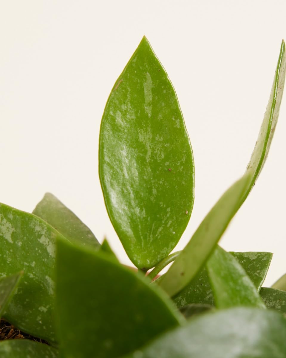 plnts-rareplnts-hoya-gracilis-wachsblume-12-cm image 4