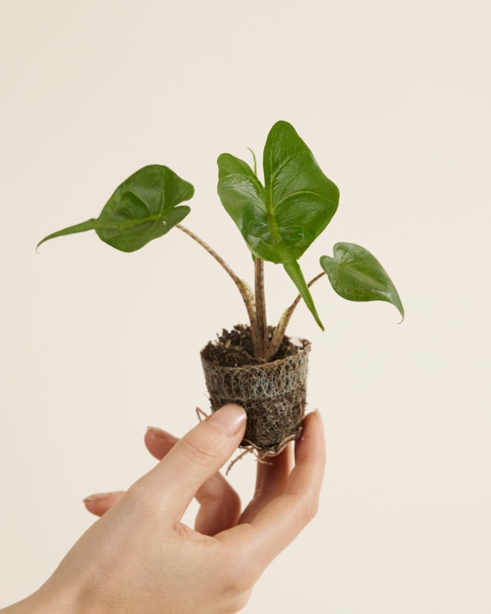 plnts-babyplnts-baby-alocasia-stingray-zimmerpflanze-25-cm image 2