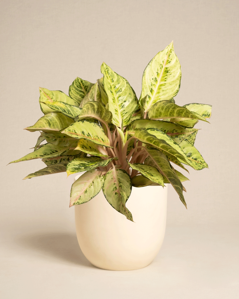 feey-variado-aglaonema-chartreuse-pretty-zimmerpflanze-ohne-bertopf image 8