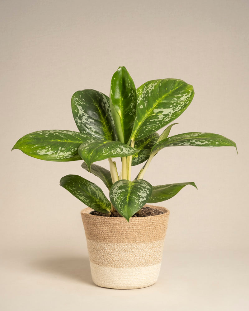 feey-variado-aglaonema-onyx-green-ohne-bertopf image 6