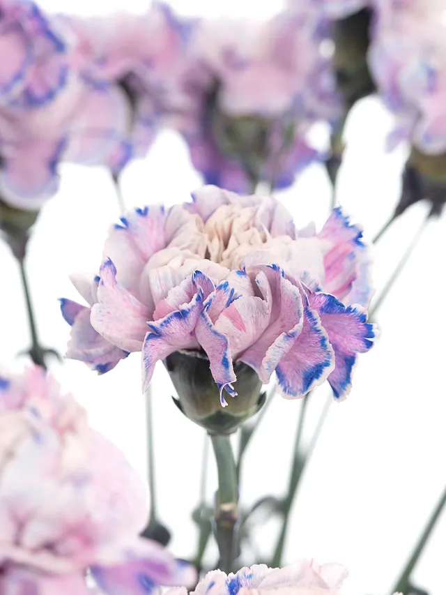 blumigo-nelken-edelnelken-savage-schnittblumen-blau-grau image 1
