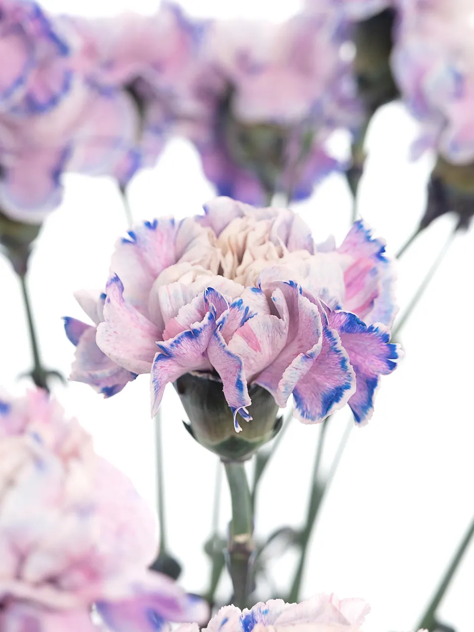 blumigo-nelken-edelnelken-savage-schnittblumen-blau-grau image 1