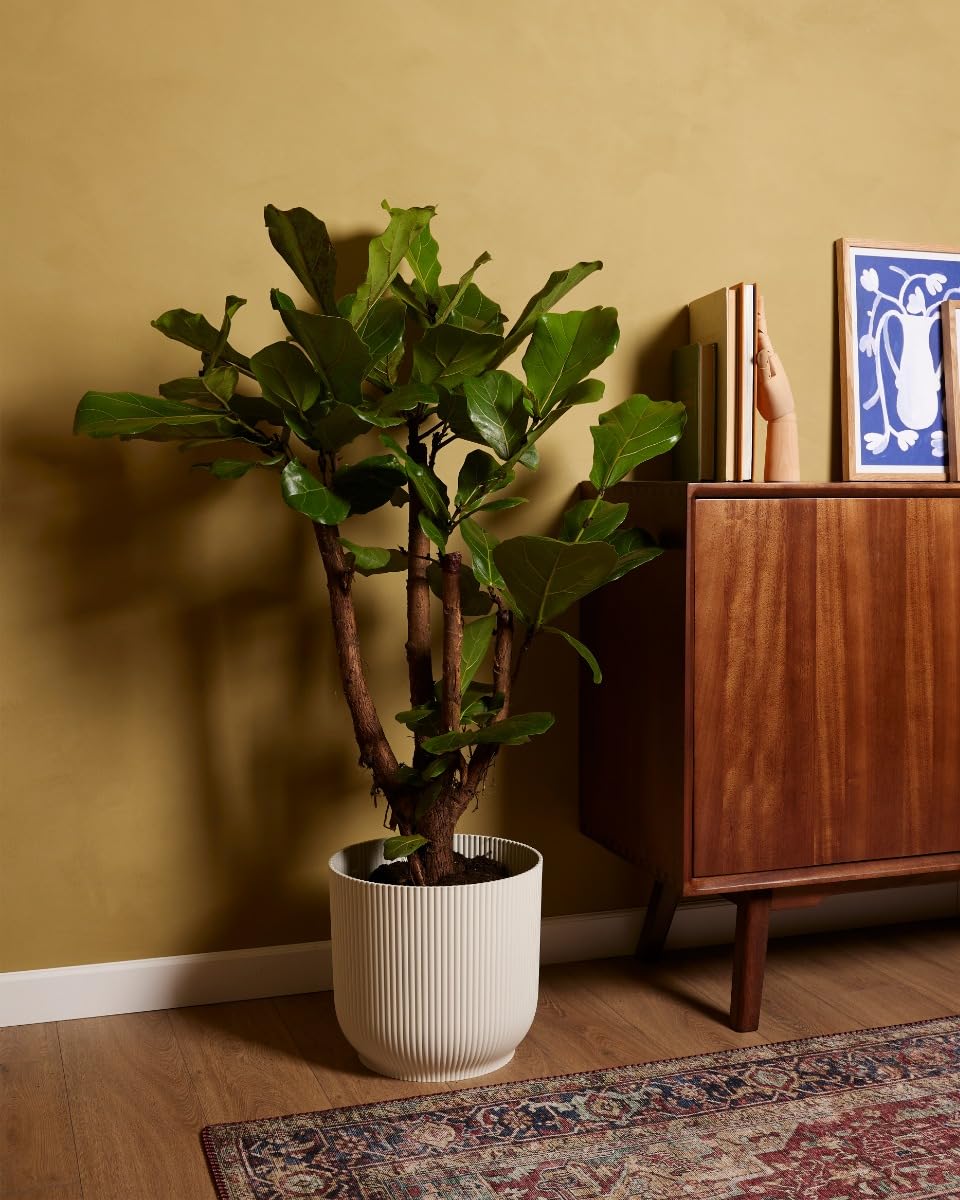 plnts-rareplnts-ficus-lyrata-branched-zimmerbaum-100-cm image 5