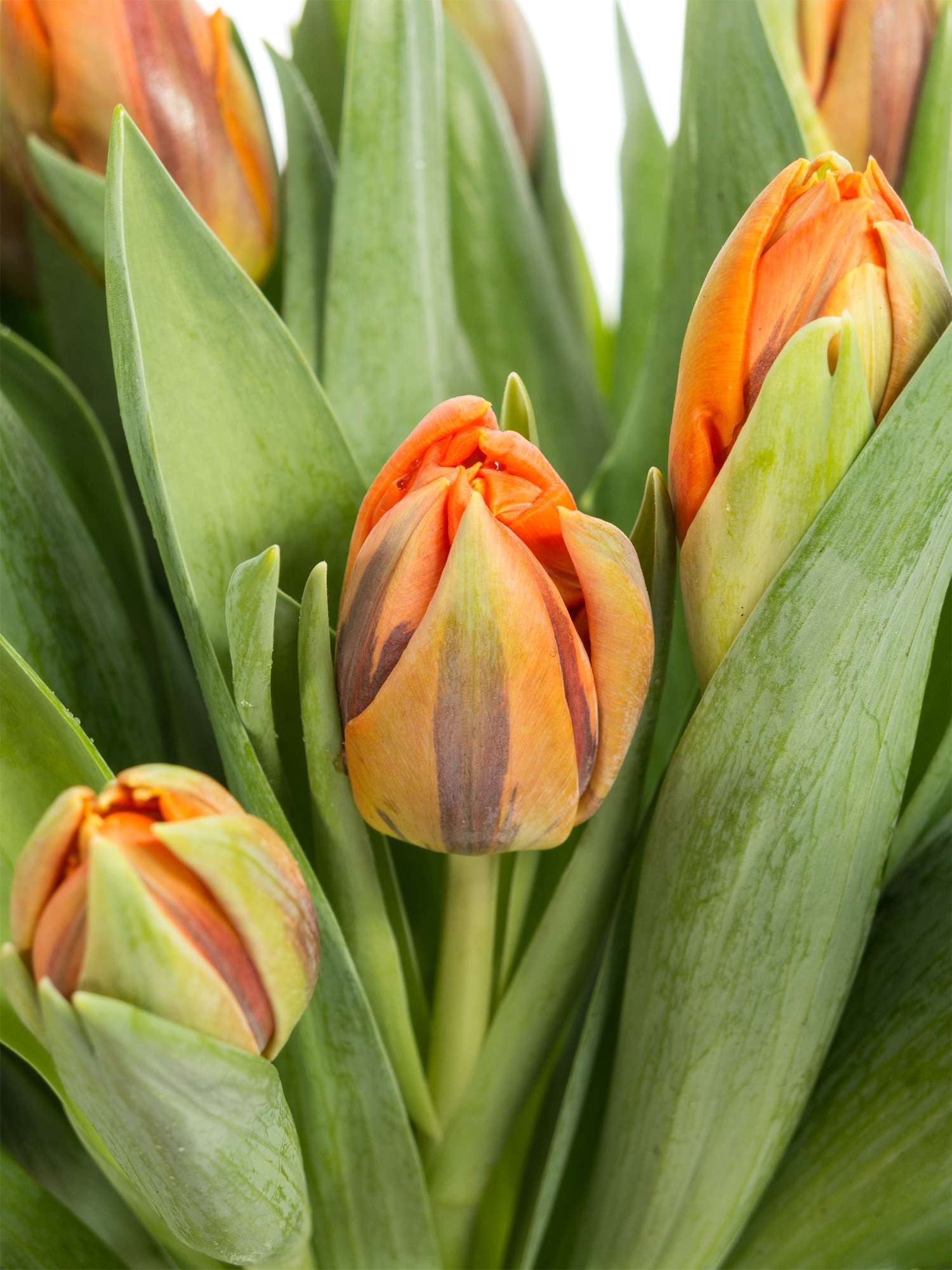 blumigo-tulpen-orange-princess-gef-llt-orange image 1