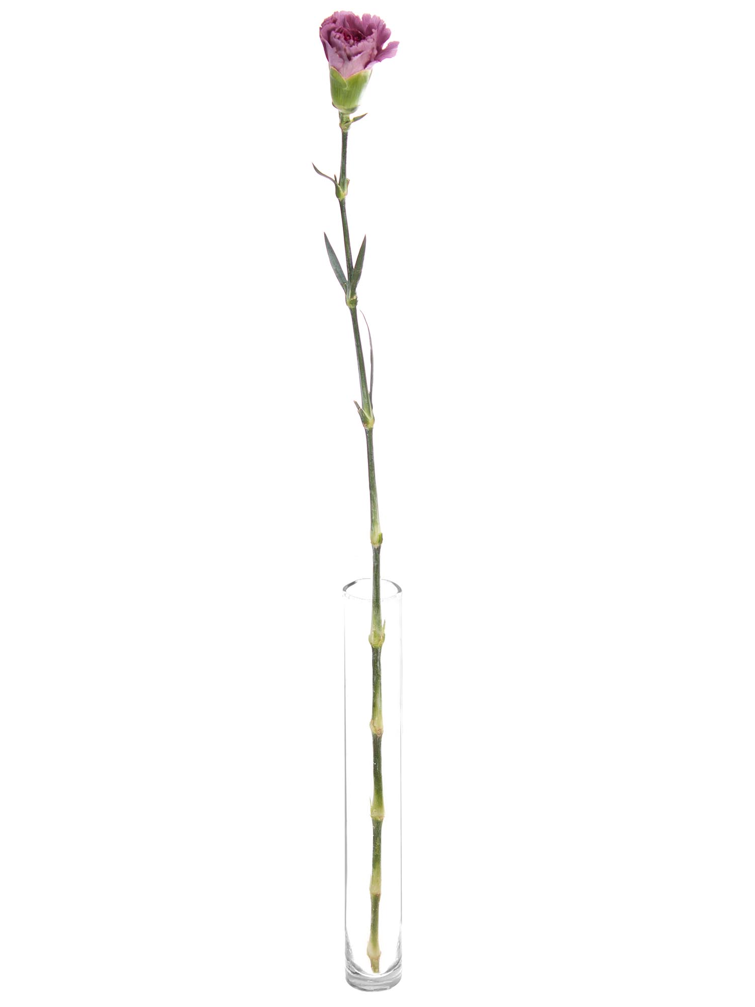 blumigo-nelken-hypnosis-violette-schnittnelke-edelnelke image 3
