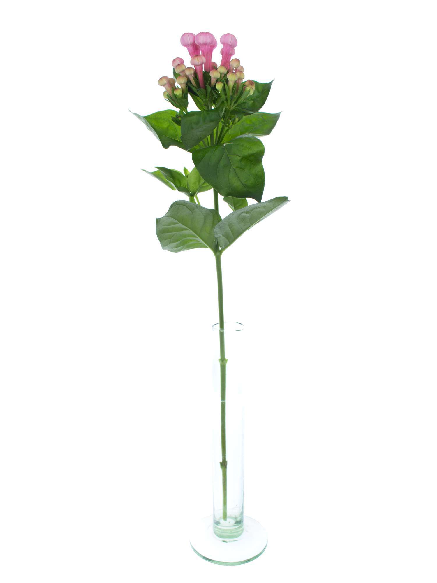 blumigo-royal-daphne-bouvardie-pink-einzelstiel image 3